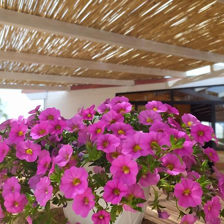 Agriturismo "Terra D'Ulivi" Porto Cesareo Zewnętrze zdjęcie