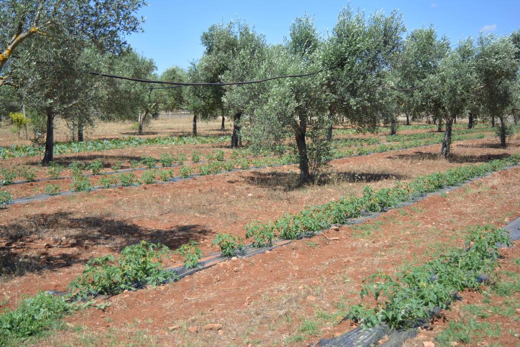 Agriturismo "Terra D'Ulivi" Porto Cesareo Zewnętrze zdjęcie